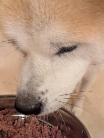 食事中のこまちちゃんの写真